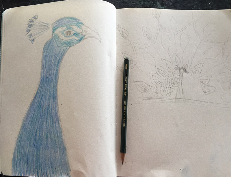 Christina Erickson's sketchbook Peacock designs